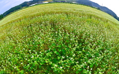 一面に咲く蕎麦の花