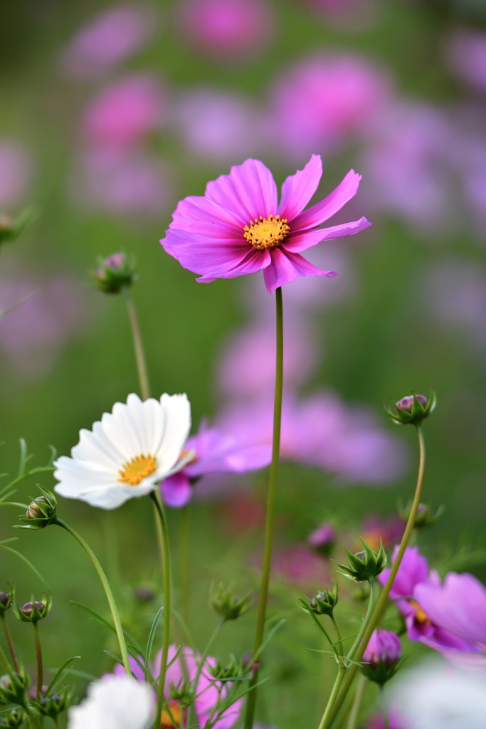 秋桜