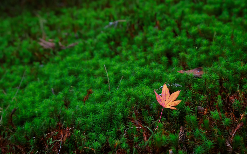 Green bed