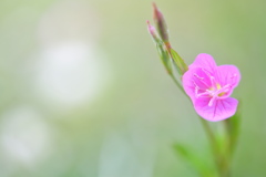 赤花夕化粧