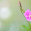 赤花夕化粧