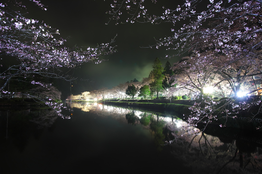 再会の桜