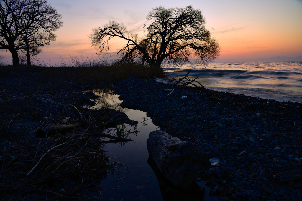 Driftwood