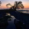 Driftwood