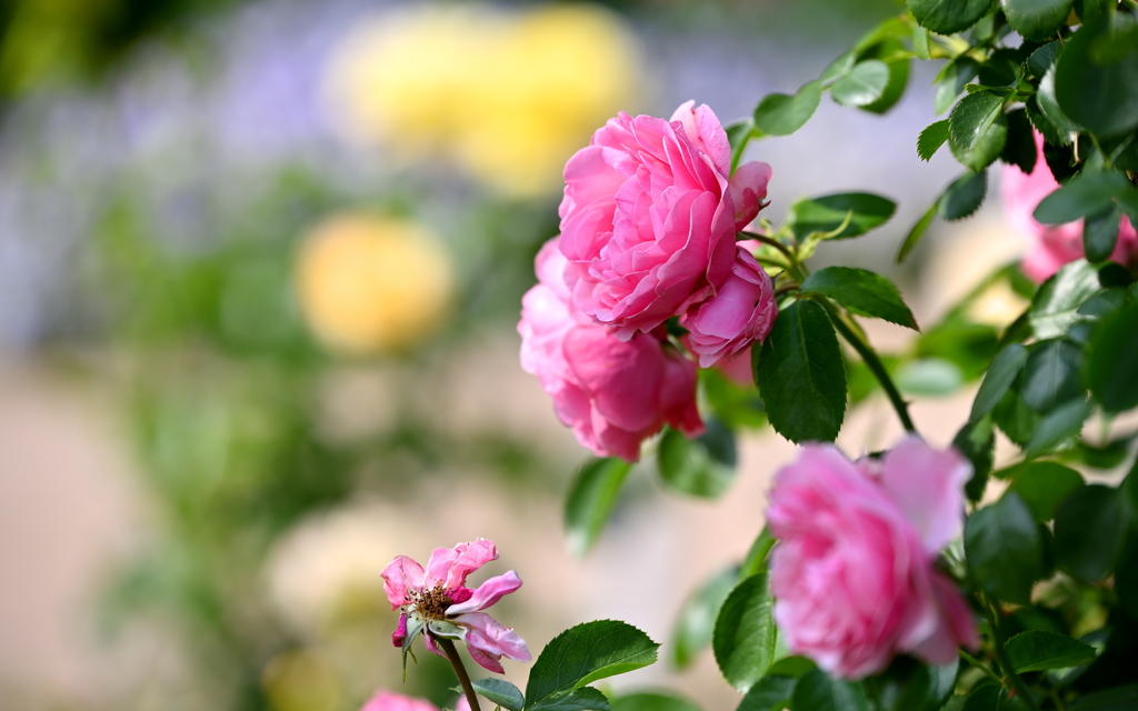 散る花、咲く花