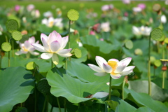 Lotus field