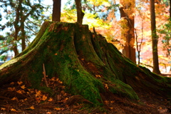 苔むした切株に秋