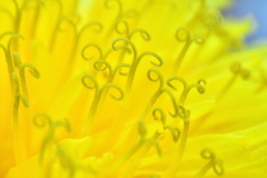 In yellow