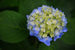 日陰の花