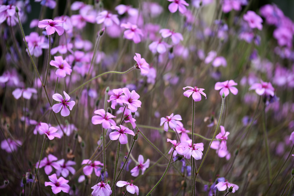 Geranium maderense