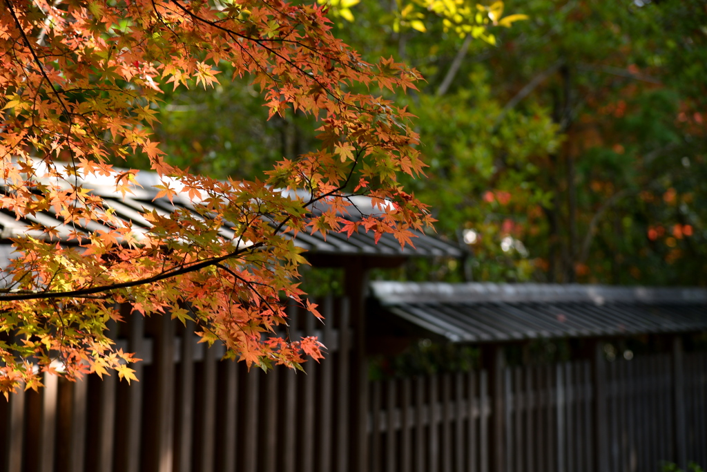 社の紅葉