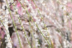 枝垂れる