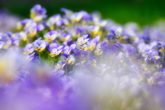 Soft color