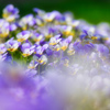 Soft color