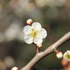 散歩②