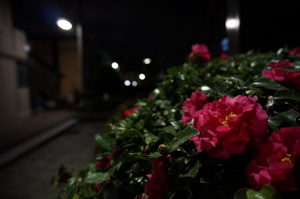 冬の華