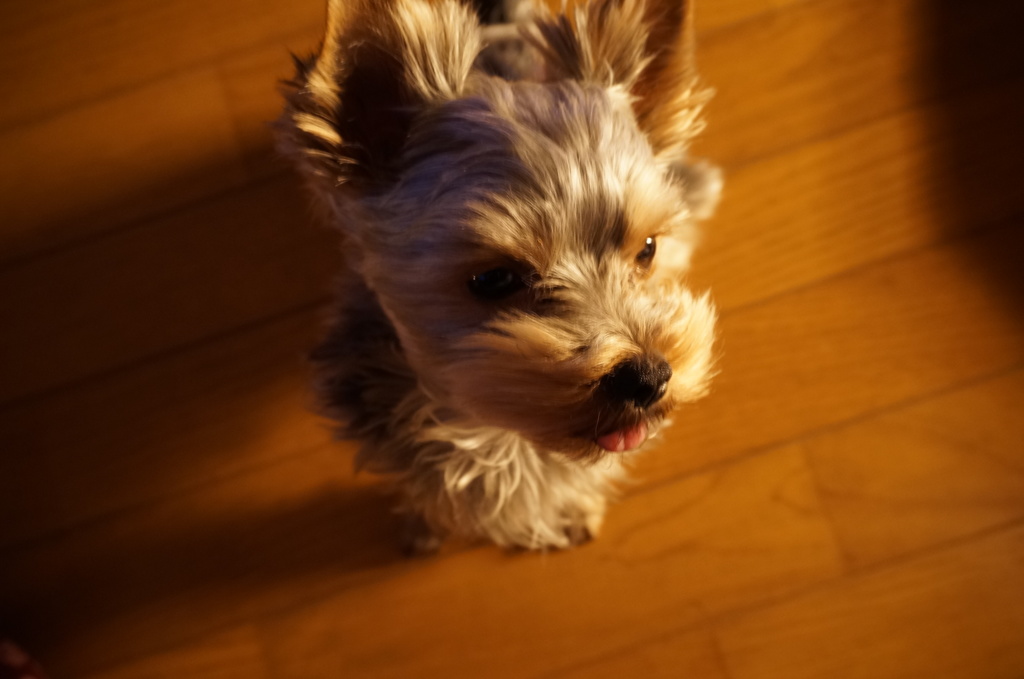1歳