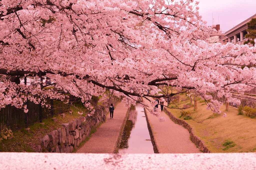 堀川・・二条城前・桜・・