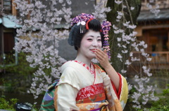 舞妓さん・・素人なので・・＾＾