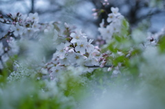 京都もやっと咲きだし・・・