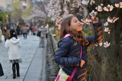 日本まで、桜の香りを