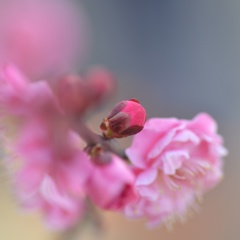 たまには花、梅の花つぼみ