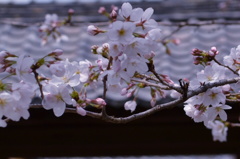 桜、屋根伝いに・・
