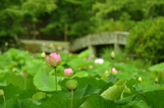 明日咲くよ・・