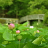 明日咲くよ・・