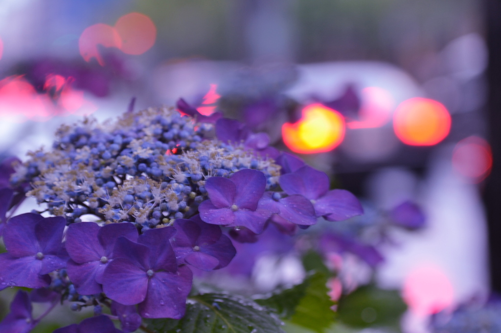 烏丸通りの紫陽花・・