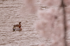 桜、花見デート中・・・