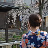 桜見に・・神戸から京都へ・・