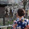 桜見に・・神戸から京都へ・・