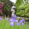 菖蒲の向こうの癒やし