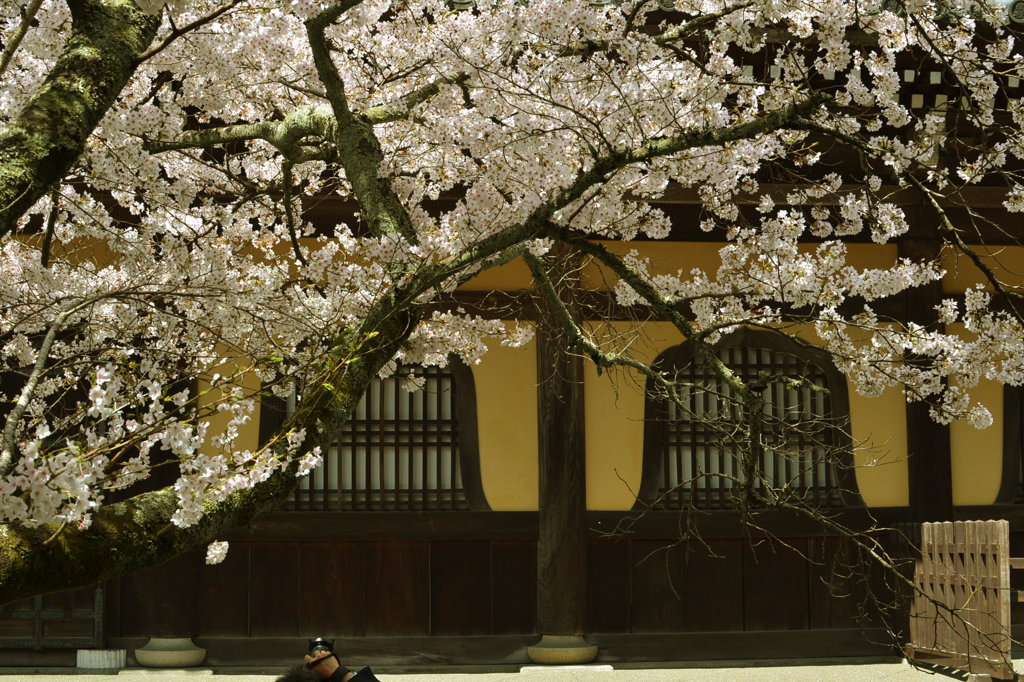 黄色の壁に桜を咲かせて・・・