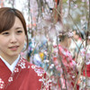 桜　ふあっと見つめて