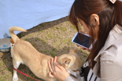 犬になりたい・・