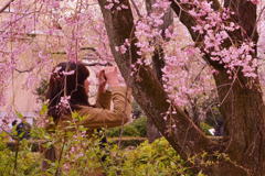 京都府庁・・桜に囲まれて・・