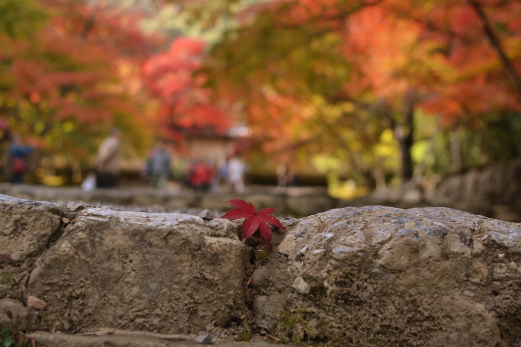 紅葉もう少し