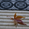 建仁寺の畳み　モミジ