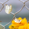 飛んでる所の撮影練習・・＾＾
