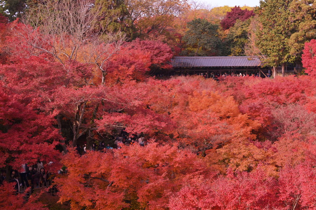 東福寺　2週間前＾＾：