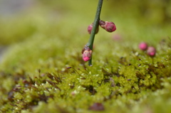 梅の蕾　苔コラボ　北野天満宮