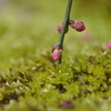 梅の蕾　苔コラボ　北野天満宮