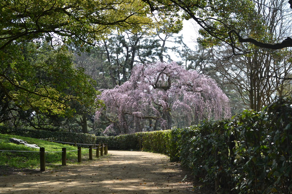 京都御所のしだれ桜咲きました