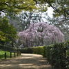京都御所のしだれ桜咲きました