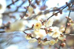 北野天満宮　満開もう少し