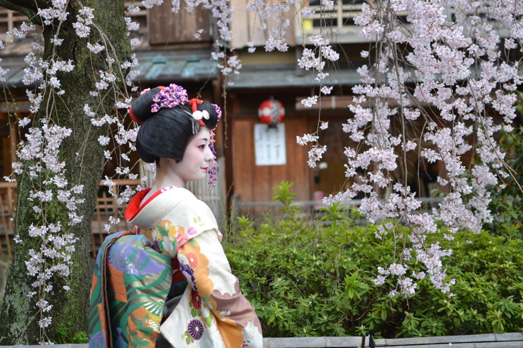 祇園白川　舞妓さんに・・・