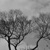 曇り空　枝ぶり綺麗で