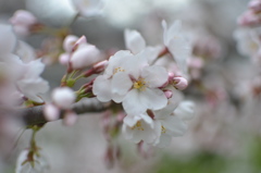 桜咲く・・・もっと咲いて・・